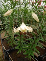 [3155 Alfieri World B No101.JPG]